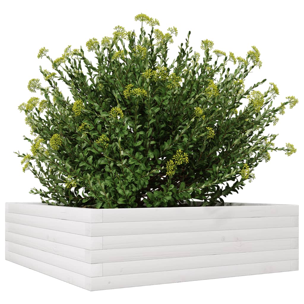 Plantepotte Hvid 80x80x23 cm Massiv Fyrretræ