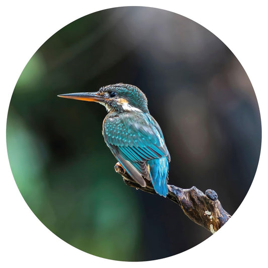 Fototapete The Kingfisher 142,5 cm